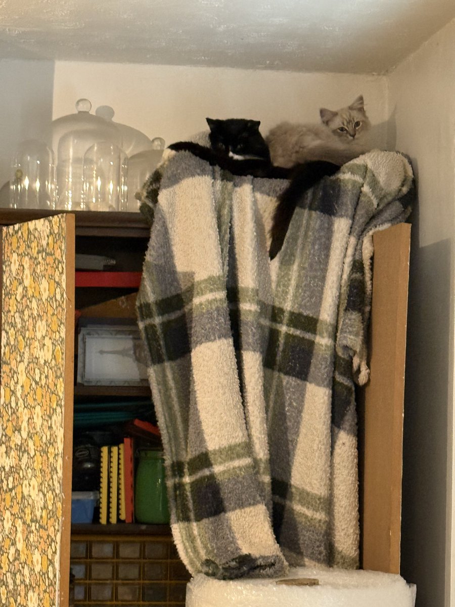 SarahjevsEvans's tweet image. I made Barry a man cave on top of the cupboard in my painting room. A few moments later 😐