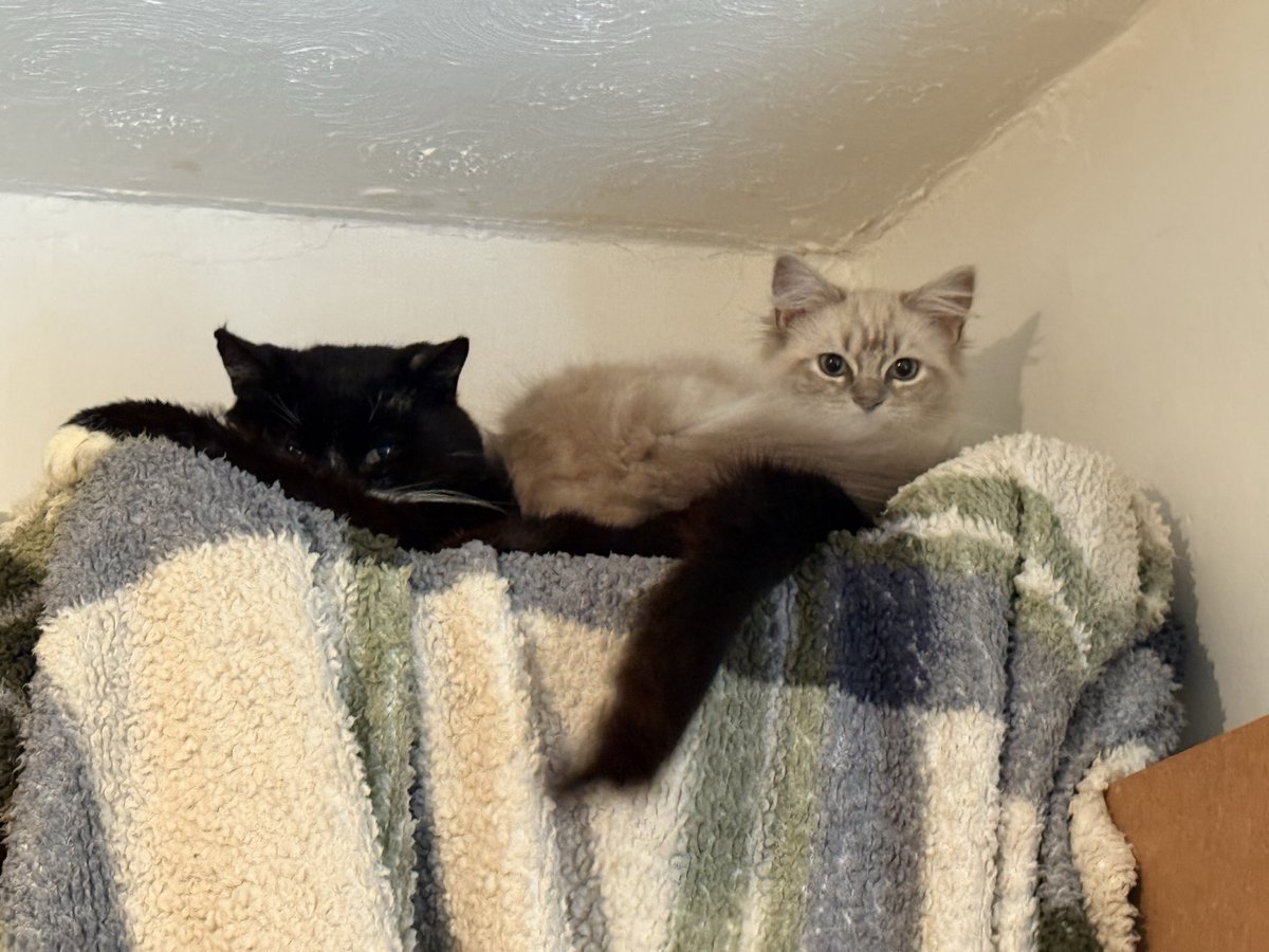 SarahjevsEvans's tweet image. I made Barry a man cave on top of the cupboard in my painting room. A few moments later 😐