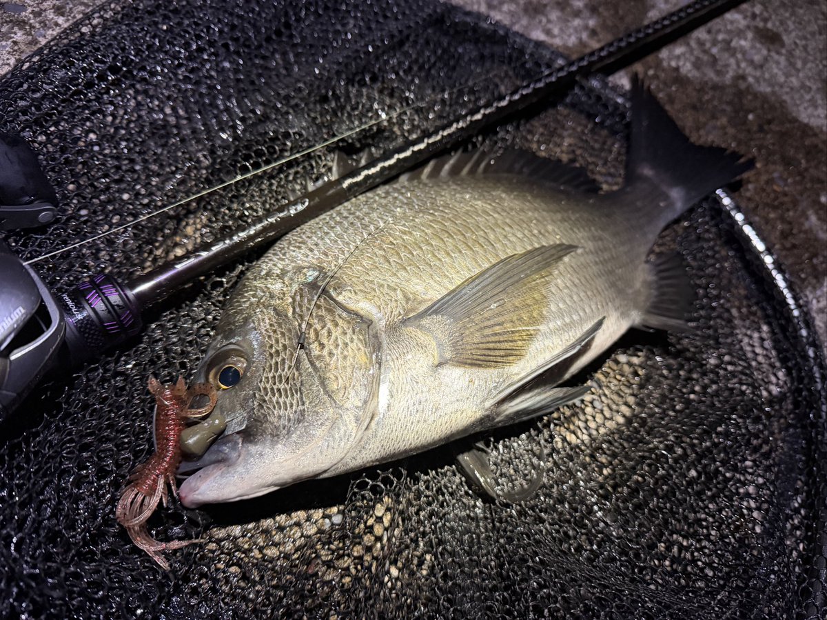 龍岩 朋樹 (@Tatsu_uuuO) / Posts / X