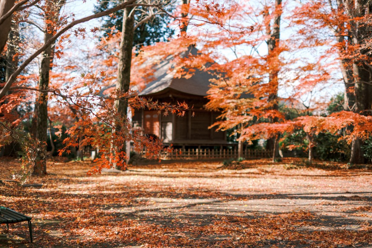 PenPen339's tweet image. 残り火