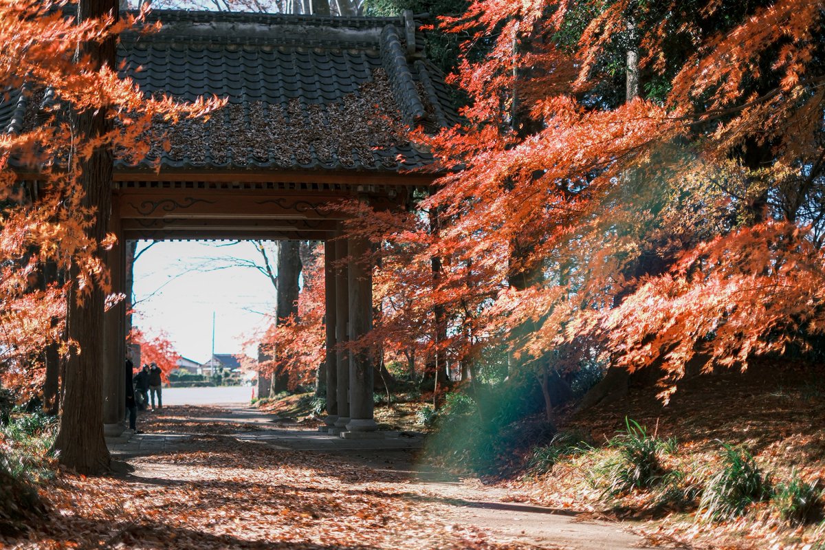 PenPen339's tweet image. 残り火