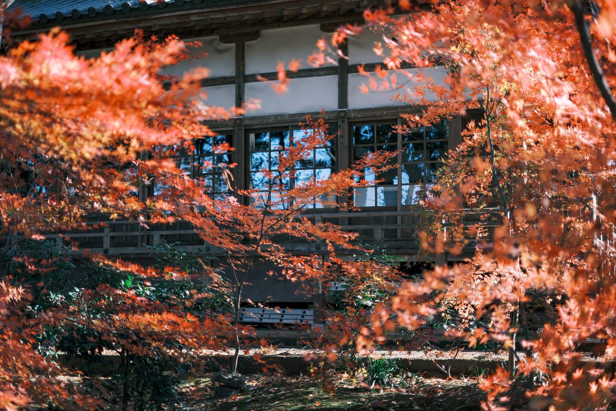 PenPen339's tweet image. 残り火