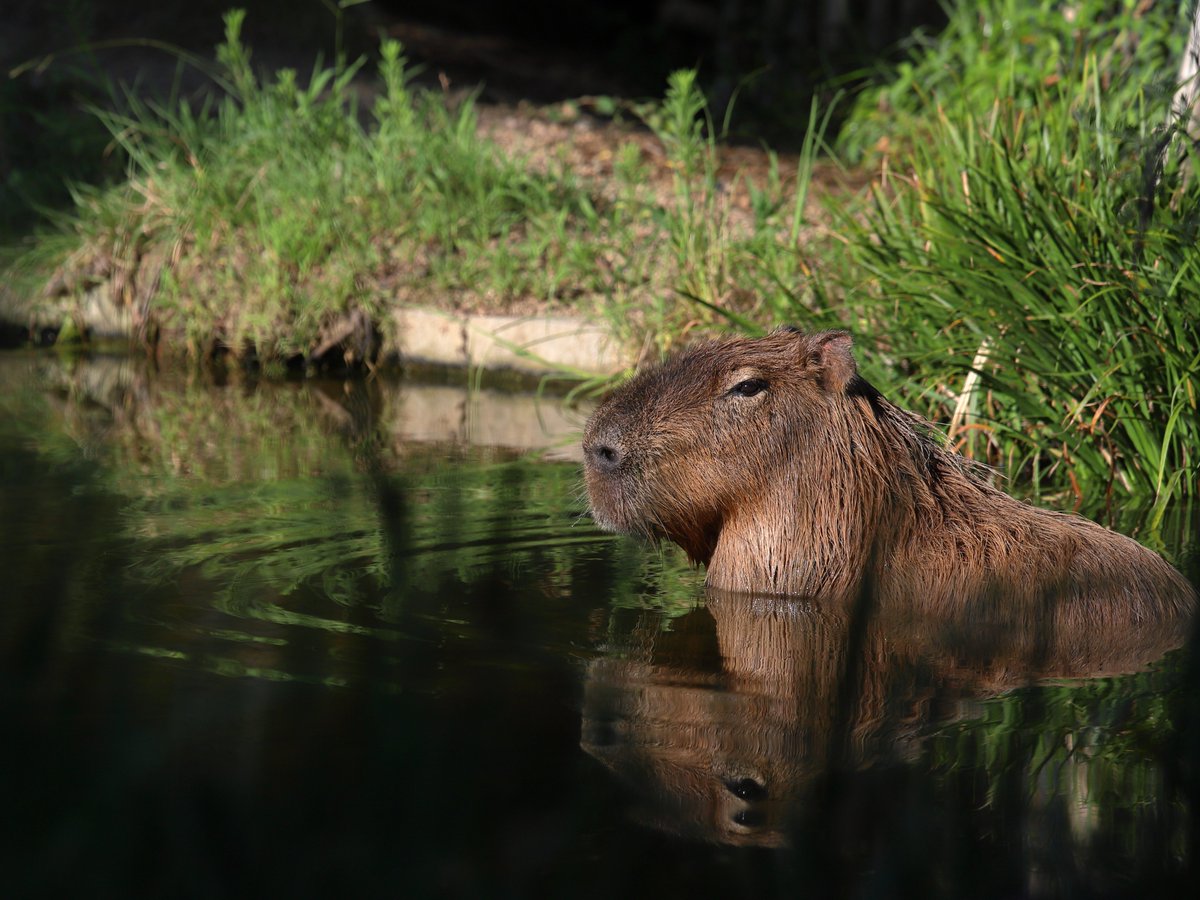 けろけろ (@capyanimal) / Posts / X