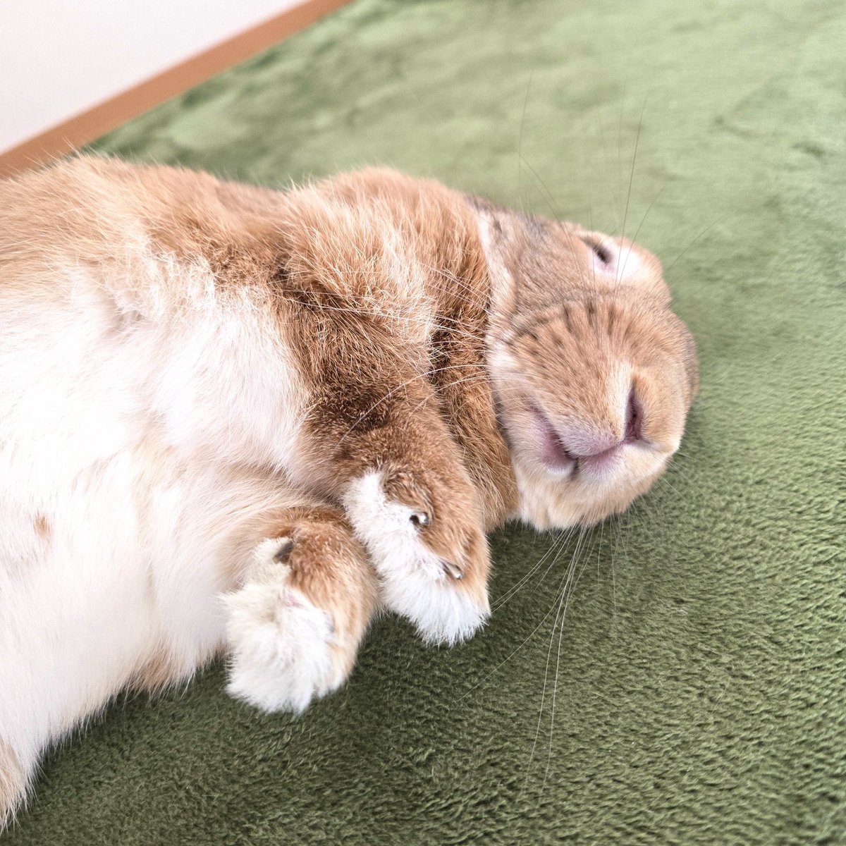 おみみないない🦭💤