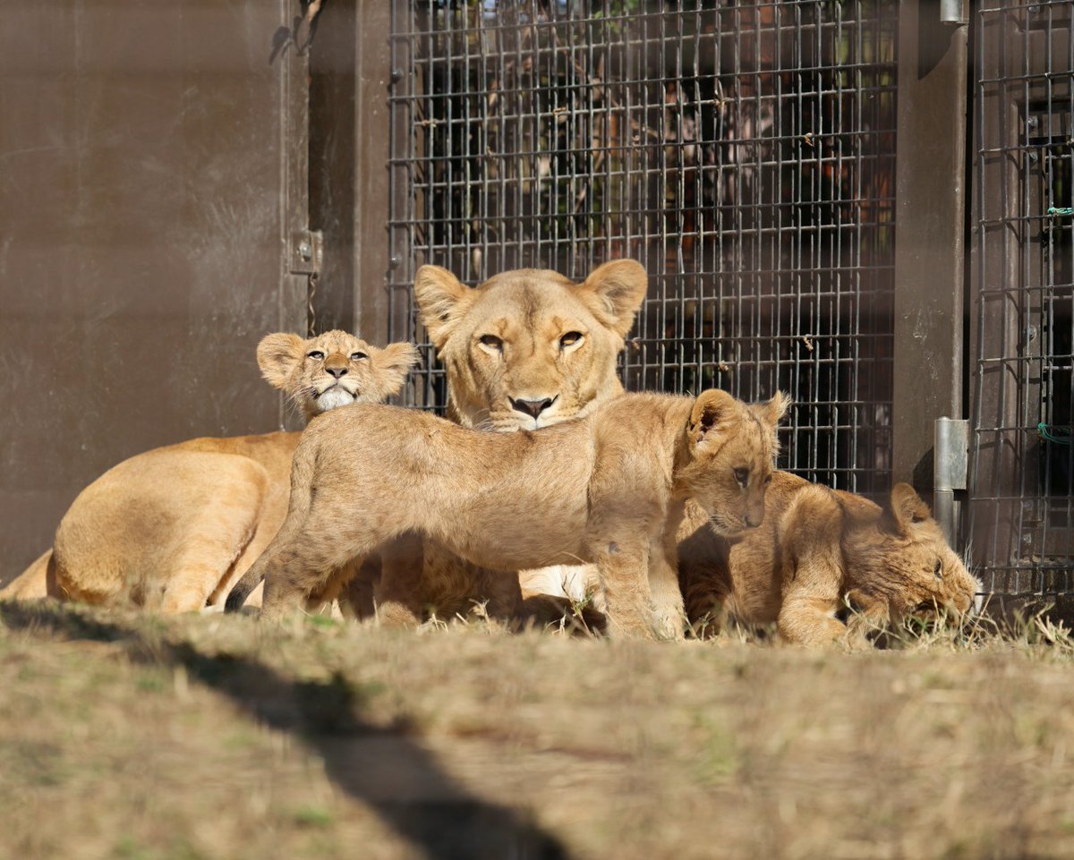 母と3頭の兄妹たち✨ ＃のんほいパーク ＃ライオン