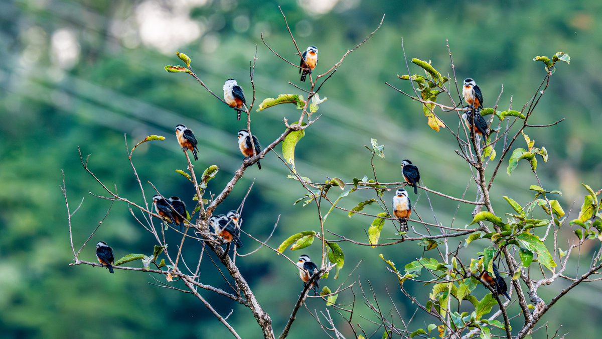ChinaDaily's tweet image. A photographer in Yingjiang county, #Yunnan province, recently captured seventeen collared #falconets in a single image, surpassing the previous national record of 15 individuals photographed together in 2022, according to the county's integrated media center. #wildlife