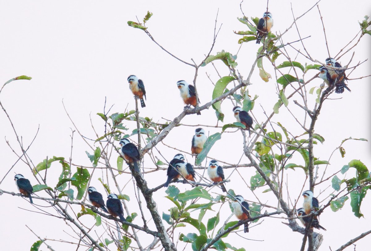 ChinaDaily's tweet image. A photographer in Yingjiang county, #Yunnan province, recently captured seventeen collared #falconets in a single image, surpassing the previous national record of 15 individuals photographed together in 2022, according to the county's integrated media center. #wildlife
