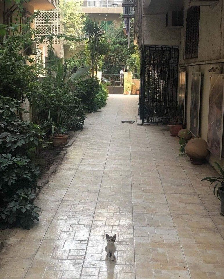 ShouldHaveCat's tweet photo. Alone, he guards this house. https://t.co/fo74hciLi3