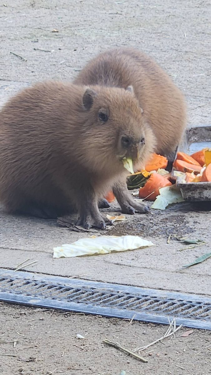 カピバラページ カピバラページ カピバラかぴばら (@capybara5179) / Posts / X