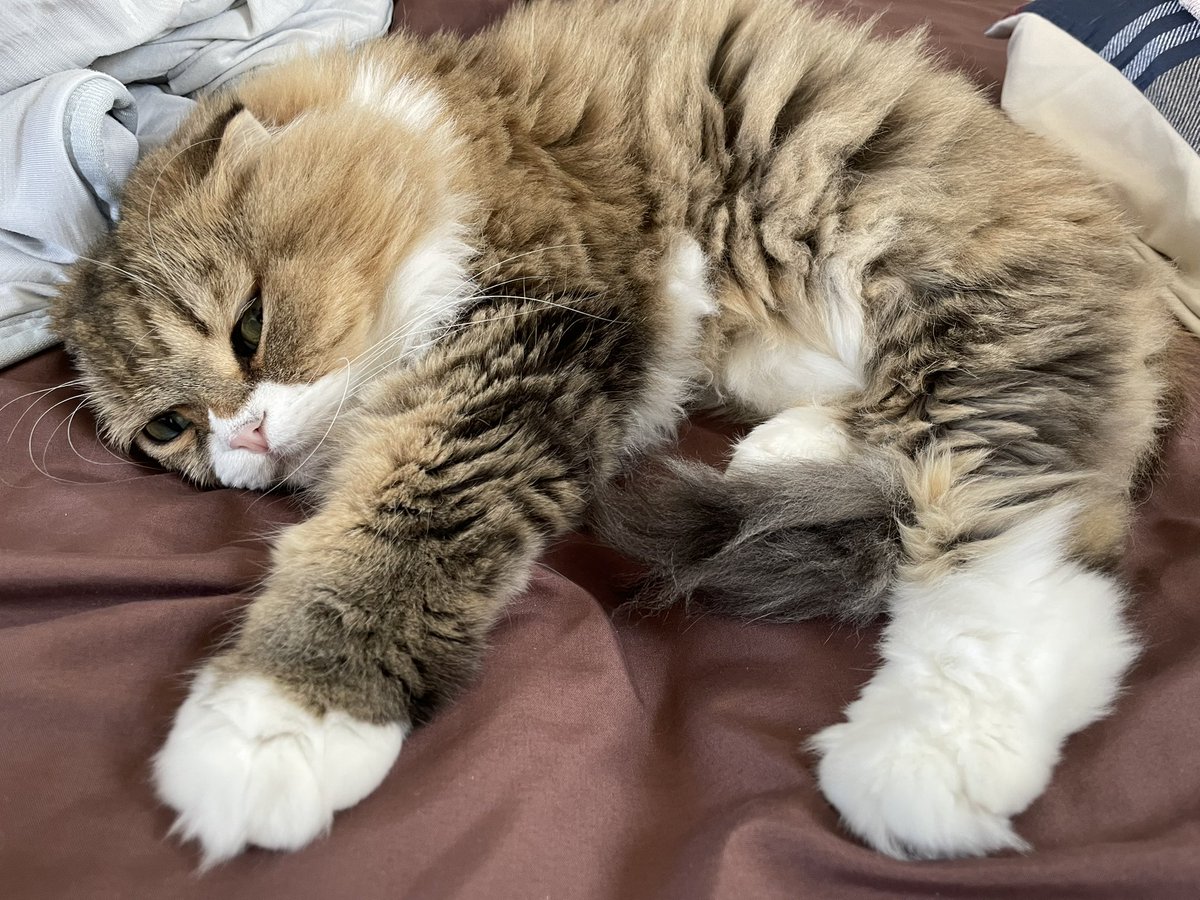 じぃじ@ココのうち tweet media