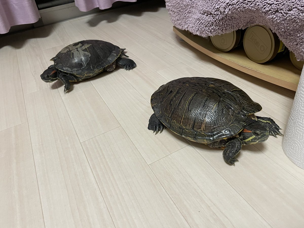 ただいま〜😊🐢🐢🐢🎶 ＃ミドリガメ ＃爬虫類