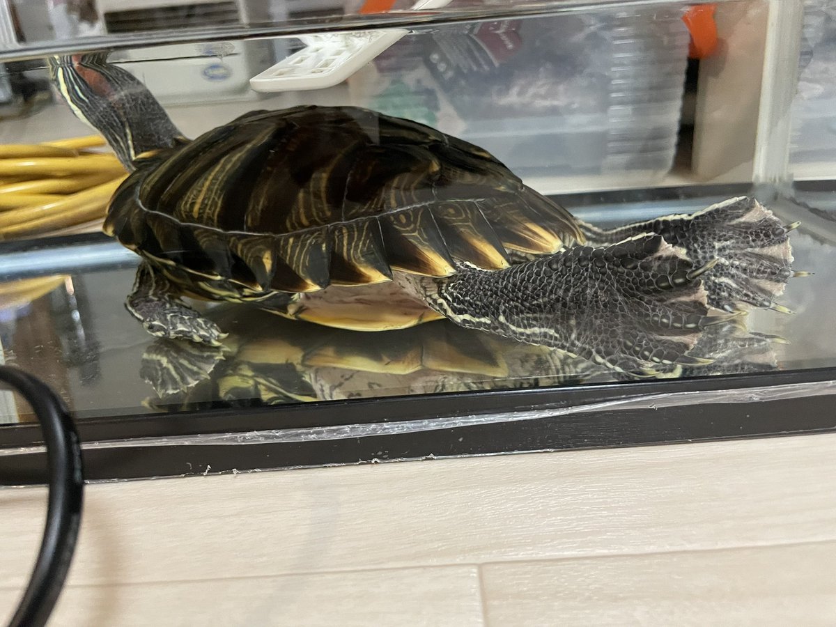 ただいま〜😊🐢🐢🐢🎶 ＃ミドリガメ ＃爬虫類