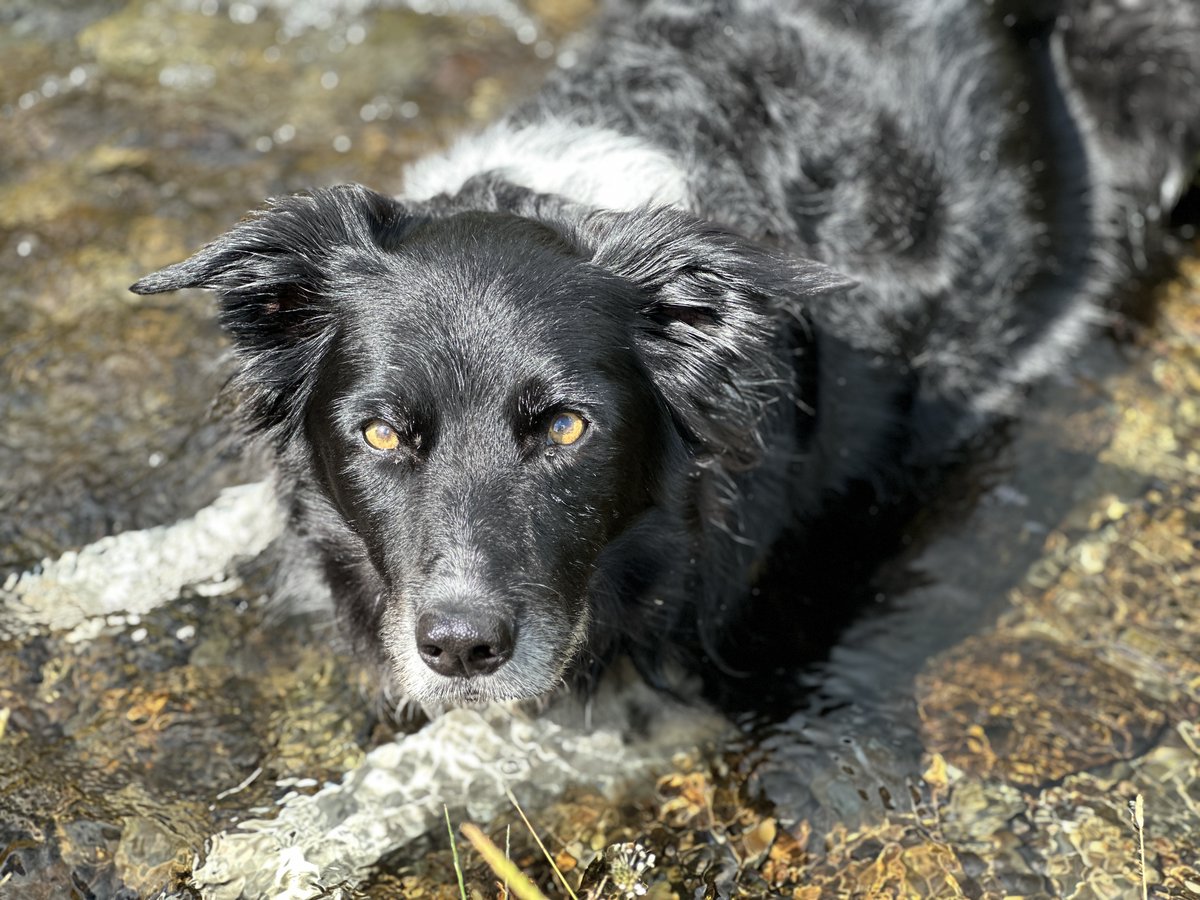 Yesterday we lost Phoebe, the heart of our home.