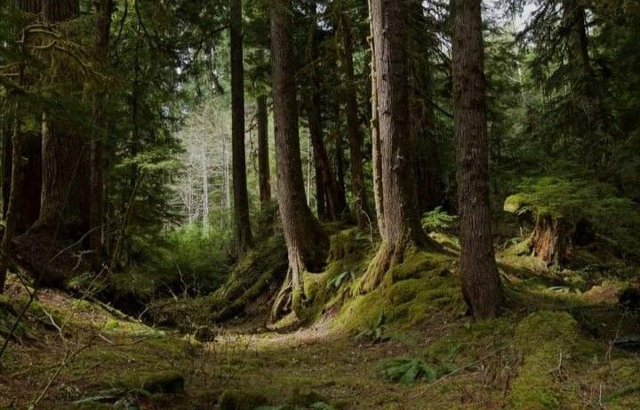 Jalan yang mereka lalui tidak semulus jalan setapak yang ada di belakang pondok Hagrid. Jalur ini sedikit naik turun dengan akar-akar pohon yang kadang menyembul di sana-sini. Hyde sesekali menengok kebelakang untuk memastikan jumlah muridnya tidak berkurang.