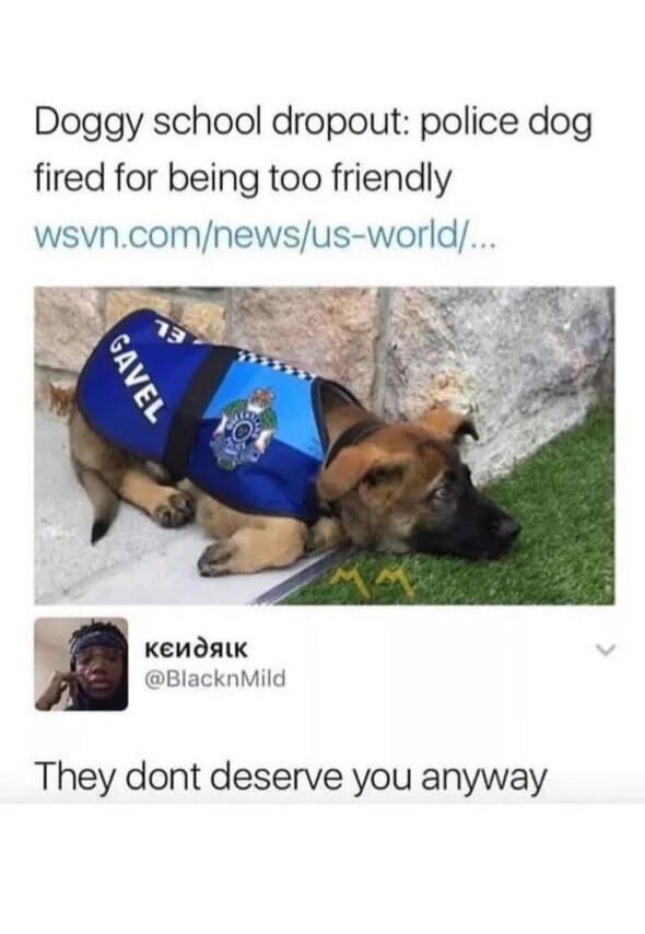 WholesomeMemes (@wholesomememe) on Twitter photo 