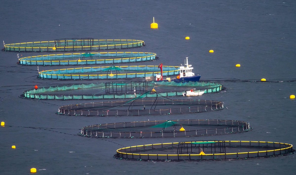 fai_cisl's tweet image. Pesca ⚓️ Presentata la piattaforma di rinnovo del #Ccnl per il personale non imbarcato dipendente da cooperative
👉 Si è svolto ieri il primo incontro tra la delegazione trattante di Fai, Flai e Uila Pesca e le Centrali cooperative Agci-Pesca e acquacoltura, Legacoop