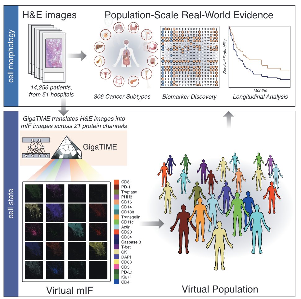 おおお！！！
Microsoftの研究がCell誌に！
 
｢マルチモーダルAIで腫瘍免疫を再現｣
 
･ 病理画像H&amp;Eから免疫細胞の状態をAIで再現する技術GigaTIME
･ 約1.5万人の病理画像から30万枚の仮想免疫画像を生成
･ 腫瘍と免疫の1,234種類の新しい関連シグナルが明らかに
 
cell.com/cell/fulltext/…