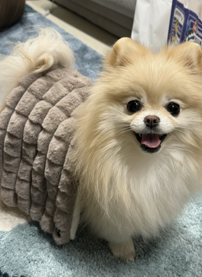 ポメラニアンの若様 (@pomeranian_waka) / Posts / X