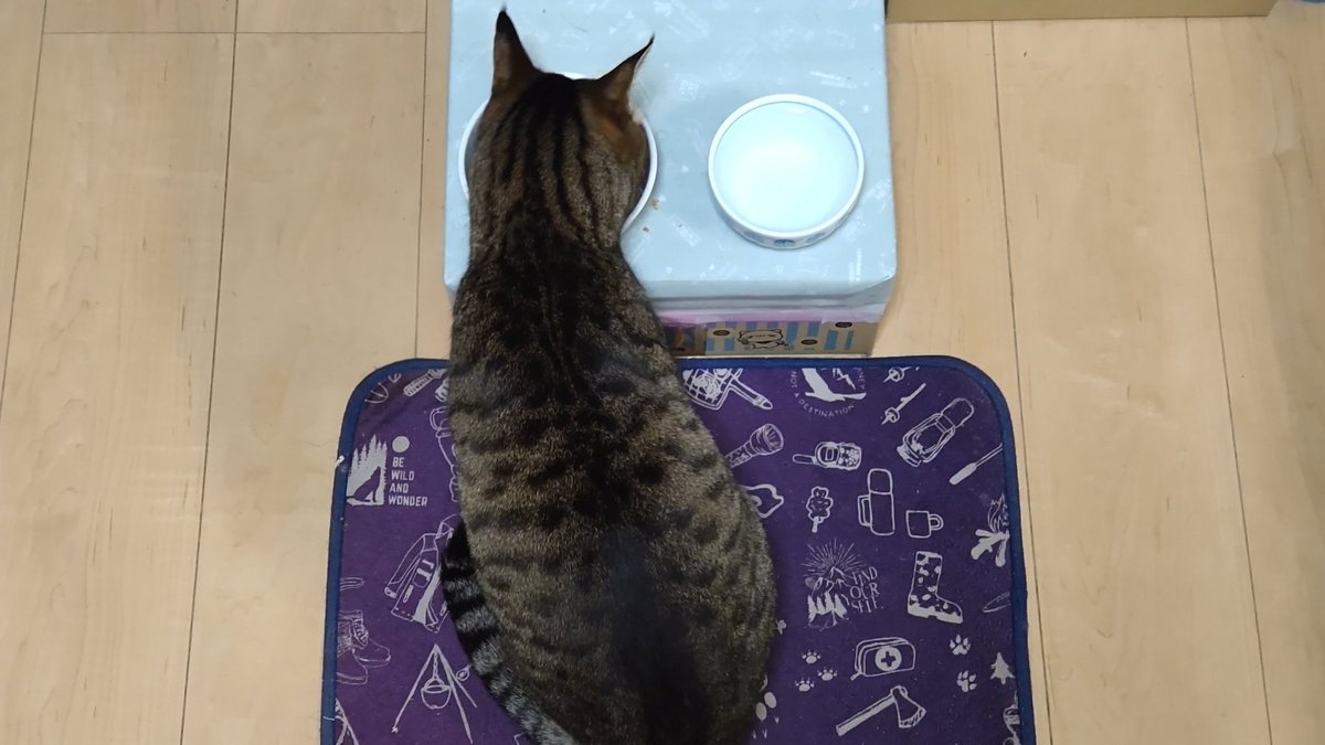 きじとら@nyan (@kigitorakun) / Posts and Replies / X