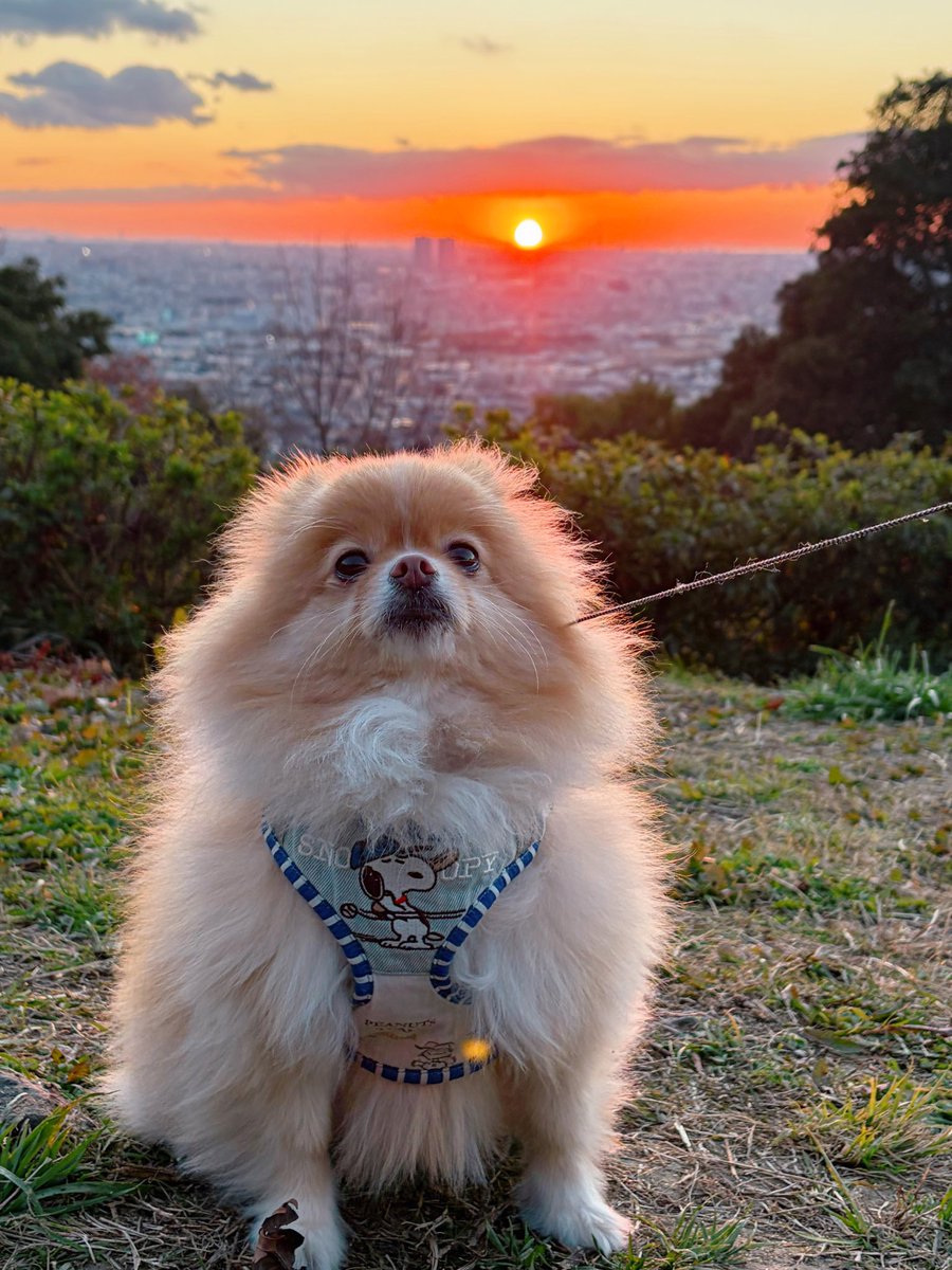 ポメラニアンこまめ (@gfPaOgtThRvy6QP) / Posts / X