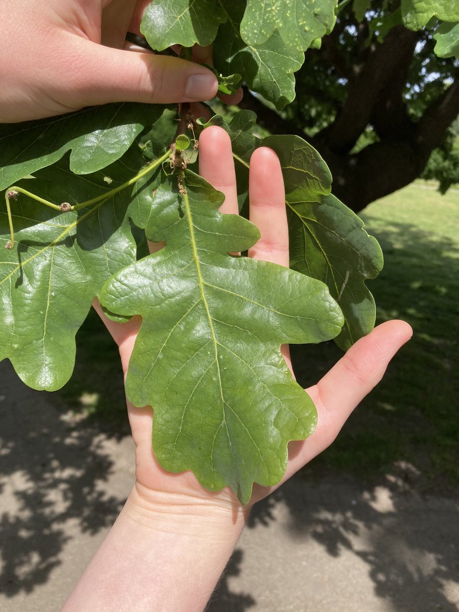 TheKentAcorn's tweet image. Oak trees are shade intolerant, so they have a higher proportion of large leaves lower down &amp;amp; smaller higher up

This maximises photosynthesis for all leaves &amp;amp; less energy is required to be transferred higher up to maintain them

And importantly for trees, less wind resistance