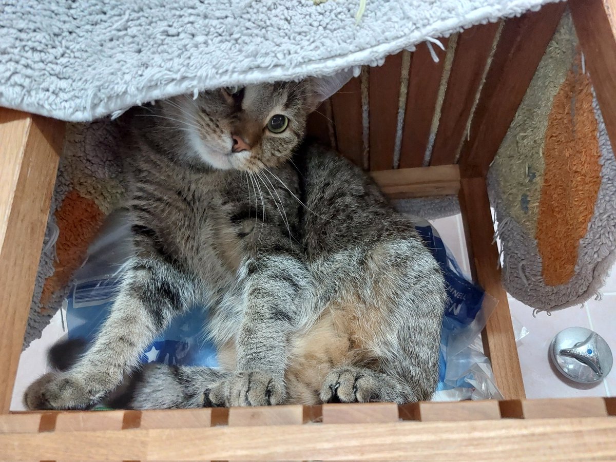 Ich glaube, ich habe meinen Wannenvorleger verloren. Der sollte da nur trocknen.
🦝: "Meine Höhle! Die bleibt jetzt so!"