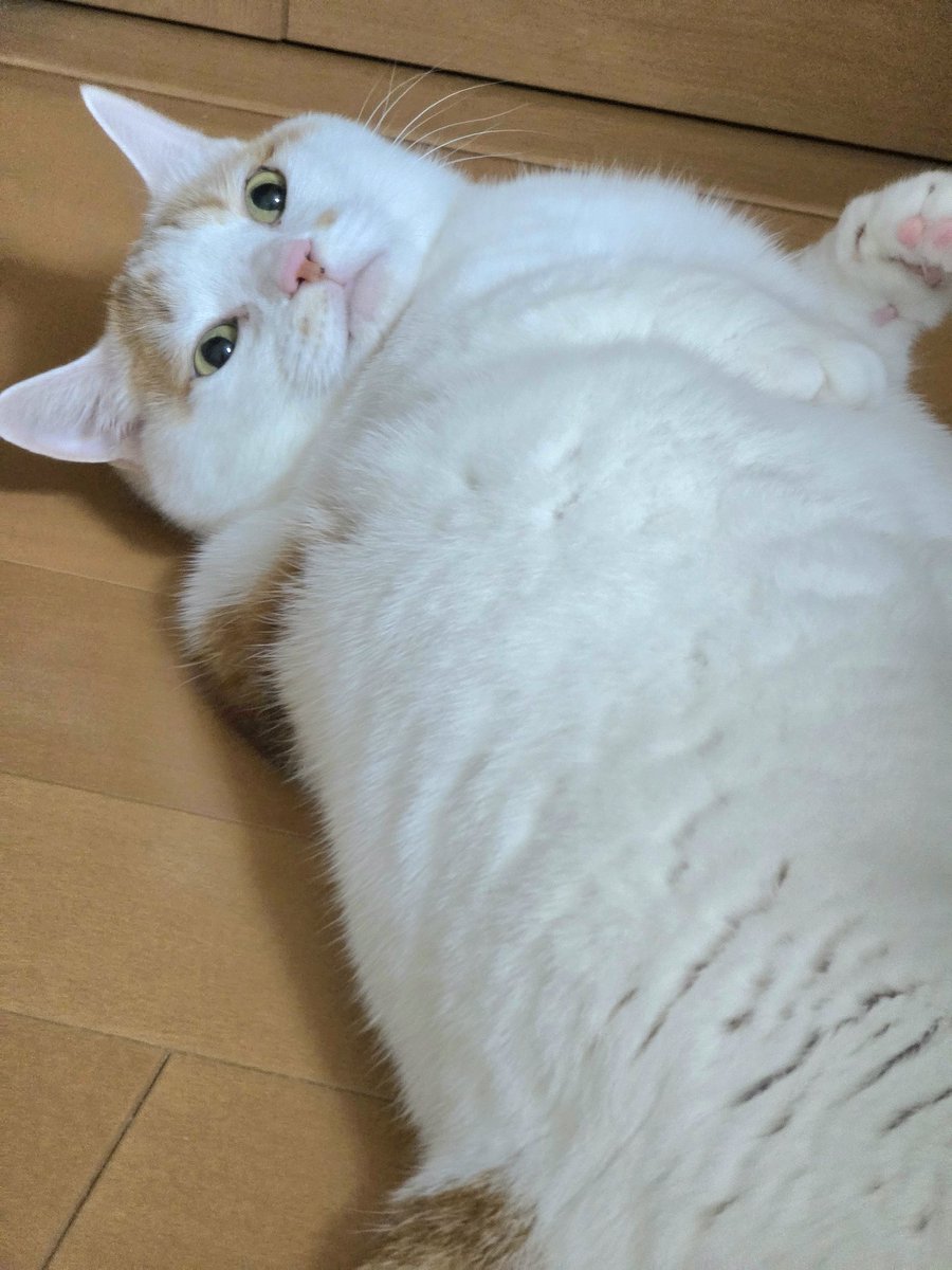 みーくん みーちゃん (@pon3767) / Posts / X