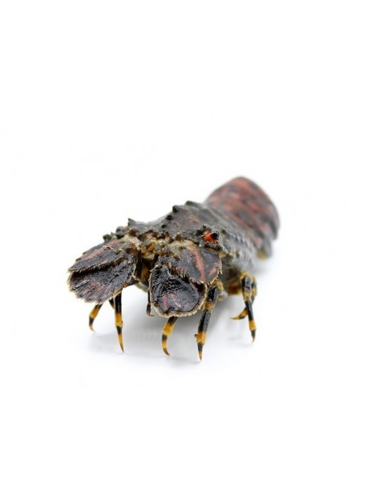 slothdive's tweet image. mi sueño de buceadora es ver un santiaguiño, es como una langosta zopenca perdida y mostachona... en francia se llama petite cigale, es que le amo tío no es nada serio