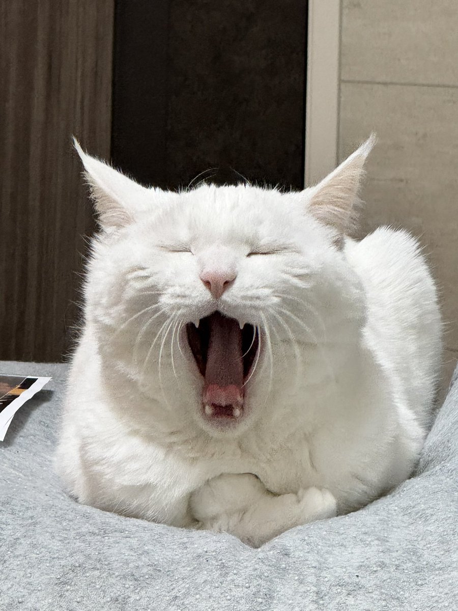 ハク様 (@hakusama0906) / Posts / X