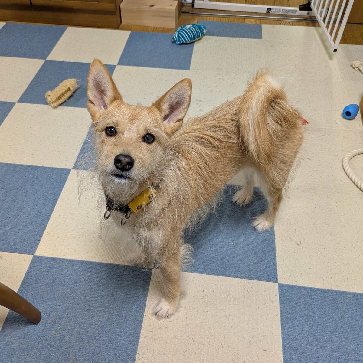 犬ちゃん 犬ちゃん (@dogchan1010) / Posts / X