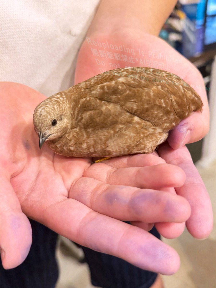 ポポチョロ🐦💨 (@1b4fc39ec9e04d3) / Posts / X