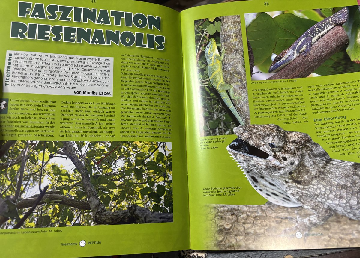 REPTILIA が届いているのですが、師走に私用でなかなかとやることがあり、まだちゃんと読めていない今日この頃です📖

今回のメイン記事は、
アノールトカゲ属の魅力について

素晴らしい٩( ᐛ )و
カメレオンモドキもこの類に入りますね✨

#REPTILIA  
#爬虫類