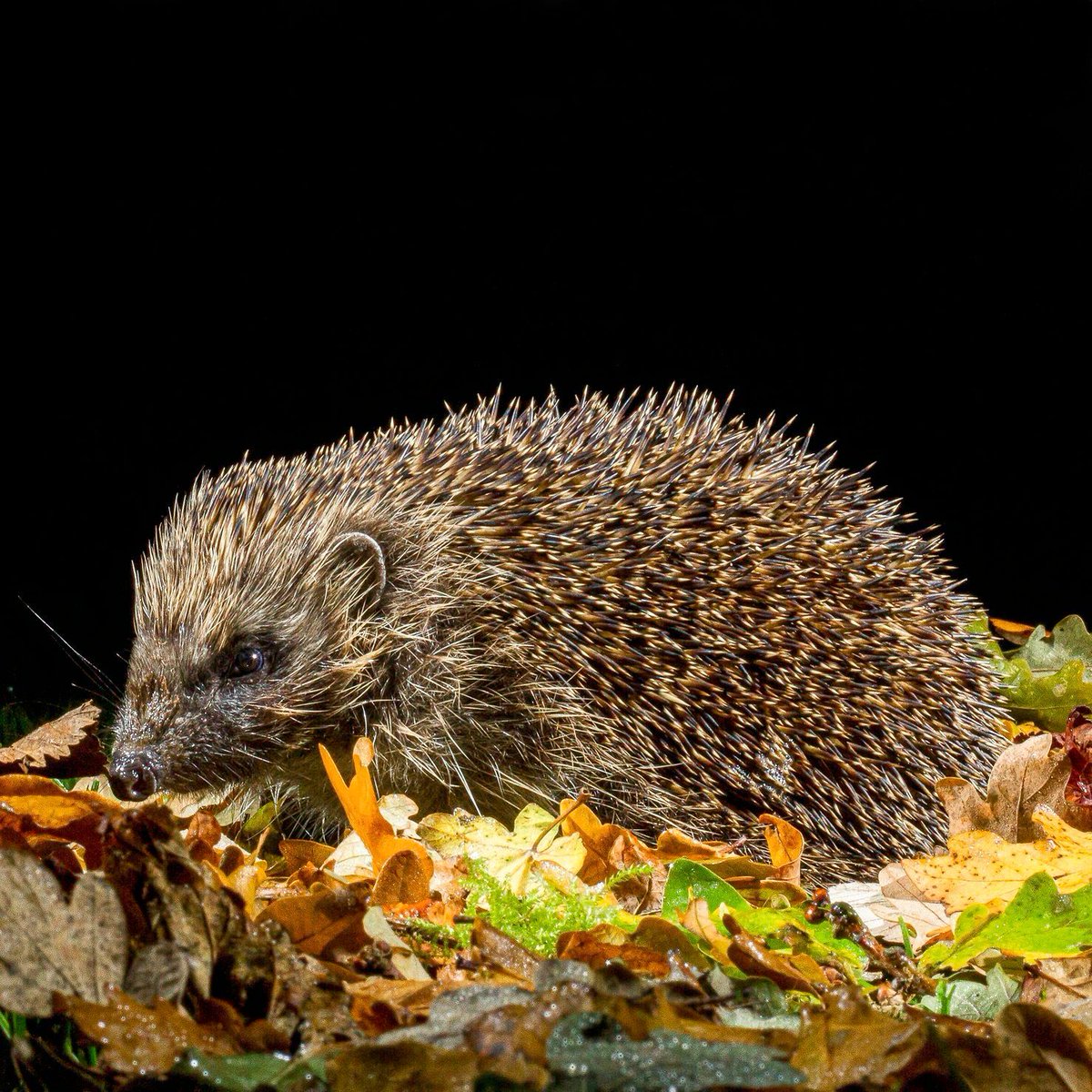 This #WildlifeWednesday we're talking hibernacula!
🍂🪵

These robust winter nests are essential for hibernating #hedgehogs.
Made of dry leaves &amp; vegetation, often built in hedges, log-piles or under sheds, they're waterproof &amp; insulated🦔
Another reason to let gardens go wild!