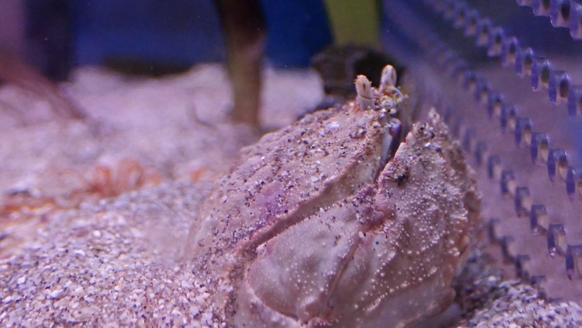 おはよう！ #カニ,#crab