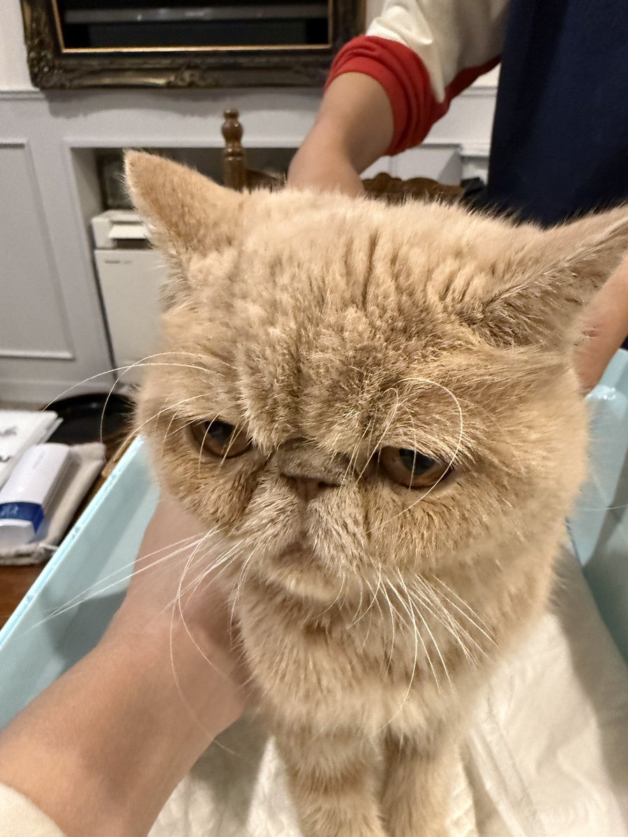 mameK527's tweet photo. 昨日はネッシンの日！

何されても鼻に皺寄せて不機嫌な顔のリオ（嫌なわけではない）
お灸してもらってる真面目顔のポテ。
鼻歌が出そうなほどご機嫌な来夢音。

気持ち良すぎて溶ける寸前のレイちゃん。

先生ありがとうございました！
今年もあと1回よろしくお願いします
＃ペットに刺さない鍼治療 https://t.co/H7pPZ1htx1