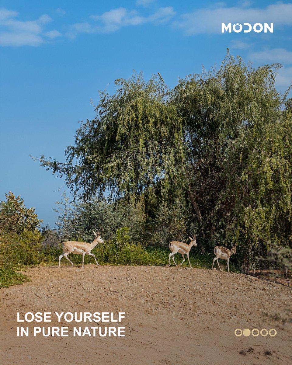 modonholding's tweet image. Nestled between mangroves and the sea, Al Mugheirah Bay invites you to reconnect with nature in its purest form.
Spend your weekends by the shore. Explore, unwind, and celebrate the season surrounded by Abu Dhabi’s natural beauty.

#Modon #ModonHolding #BringingCitiestoLife