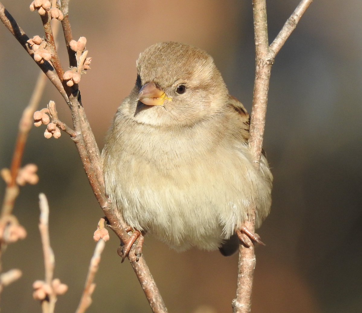 It’s #WildlifeWednesday! Prospect Park sits on the Atlantic Flyway, a hotspot for 250+ migratory &amp; resident bird species each year—including the year-round House Sparrow. Thanks <a href="/Tparkslope/">Tony</a> for the capture! Learn more about birdwatching in Prospect Park: prospectpark.org/birdwatching
