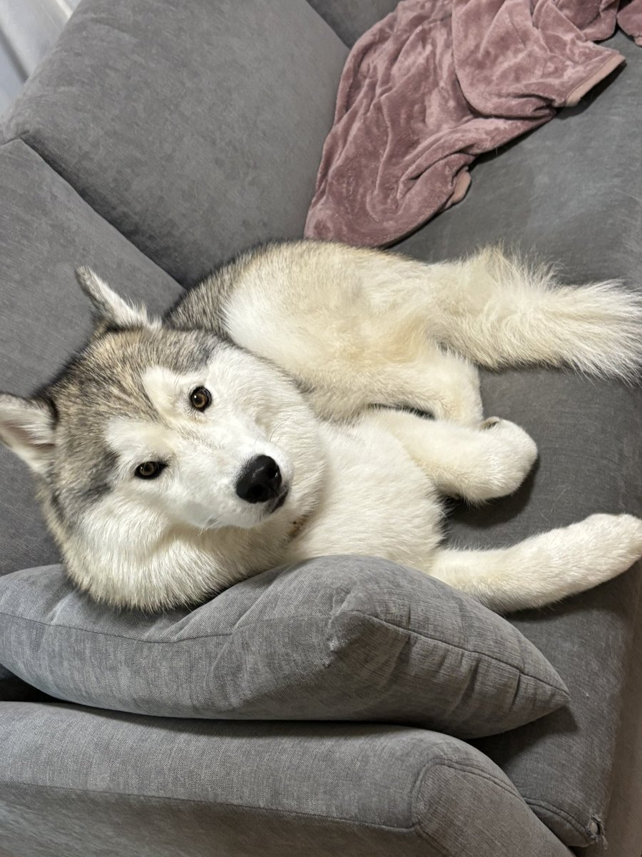 ガブちゃん (@rn2312412) / Posts / X