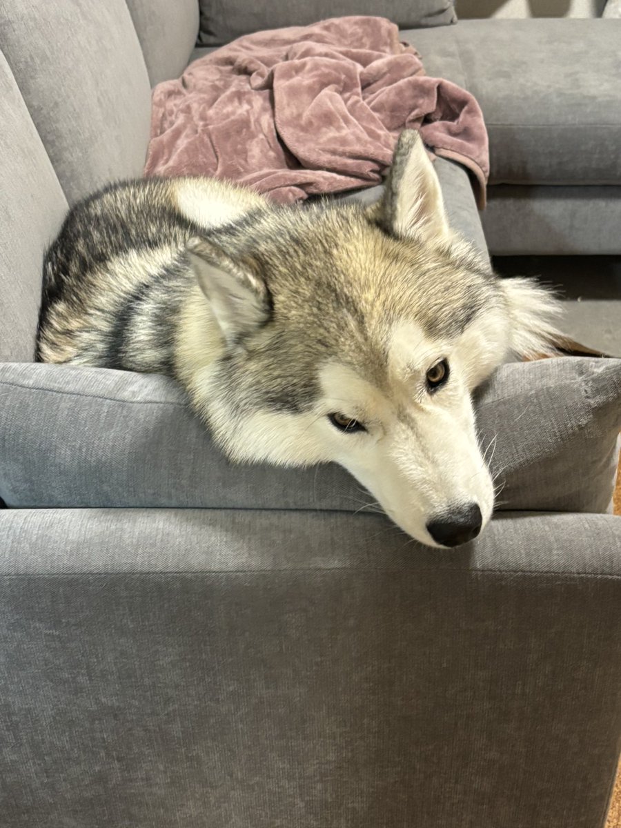 ガブちゃん (@rn2312412) / Posts / X