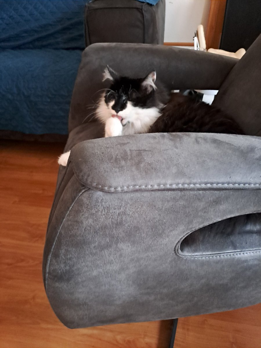 #Wybertje: update dag 2 na verhui,ing. Hij heeft vandaag mkj begeleidt naar toilet v morgwn. Hij heeft zelf ook plasje gedaan in katten. Hij heeft snackie gekregen  daarvoor en heelveel complimentjes. ❤️ het is z'n schat