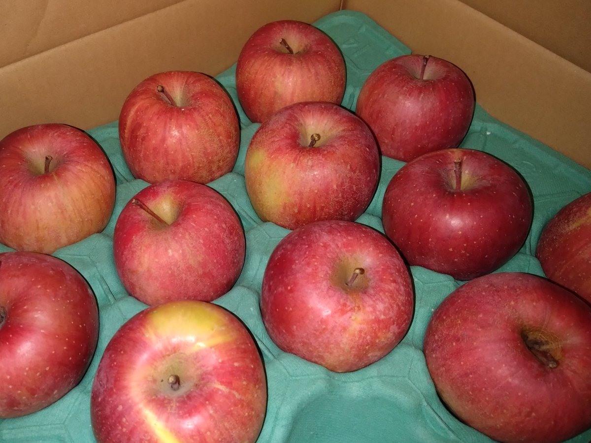 りんご❣️ お歳暮でもらったリンゴを食べるんゴ