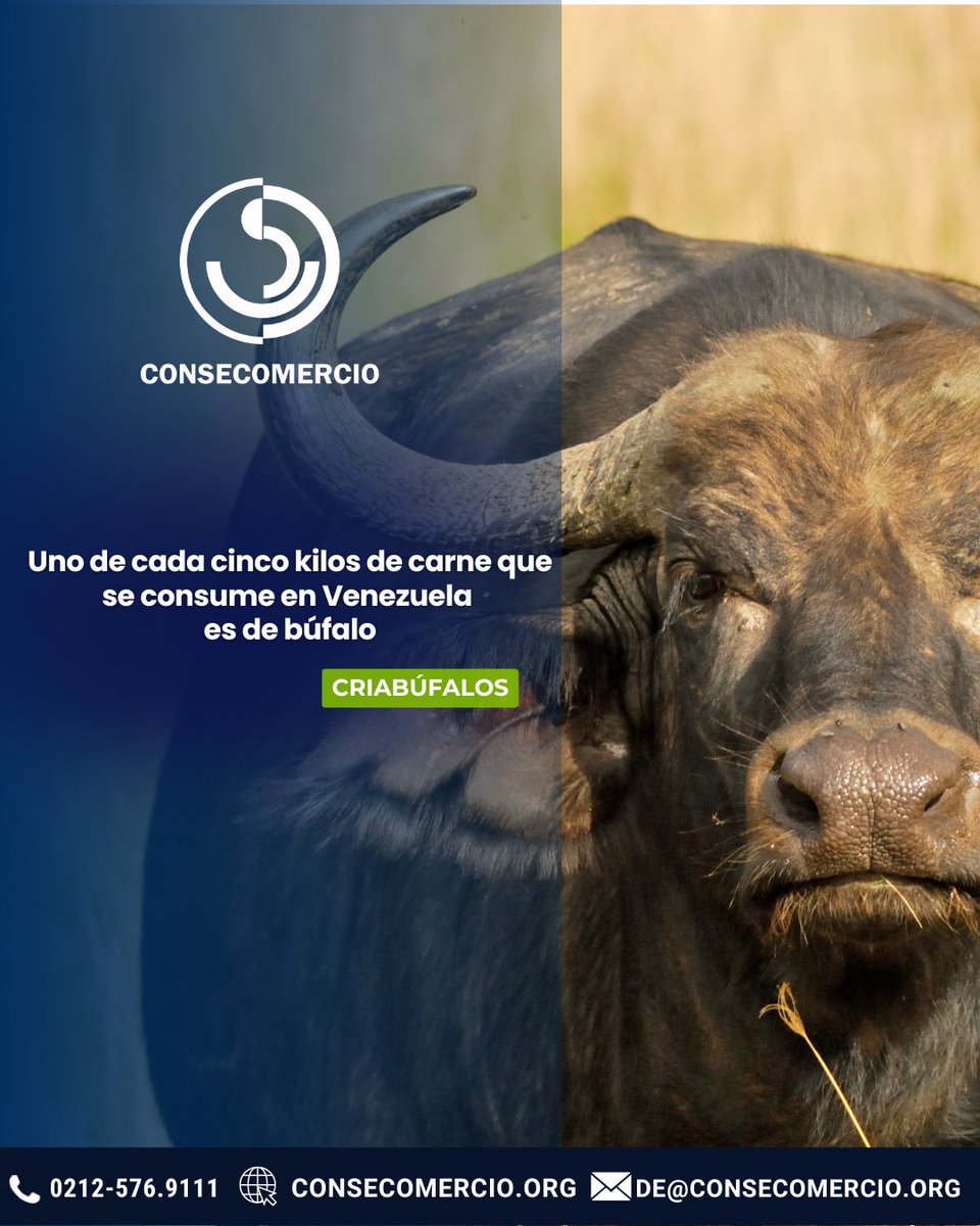 El presidente de Criabúfalos, Nicola Fabozzo, informó que el rebaño bufalino en el país creció 15% y destacó que esta es la especie de mayor expansión en el mundo, según la FAO.

👨‍🌾🇻🇪 Actualmente, alrededor de 30.000 familias venezolanas se dedican a la cría de búfalos, una