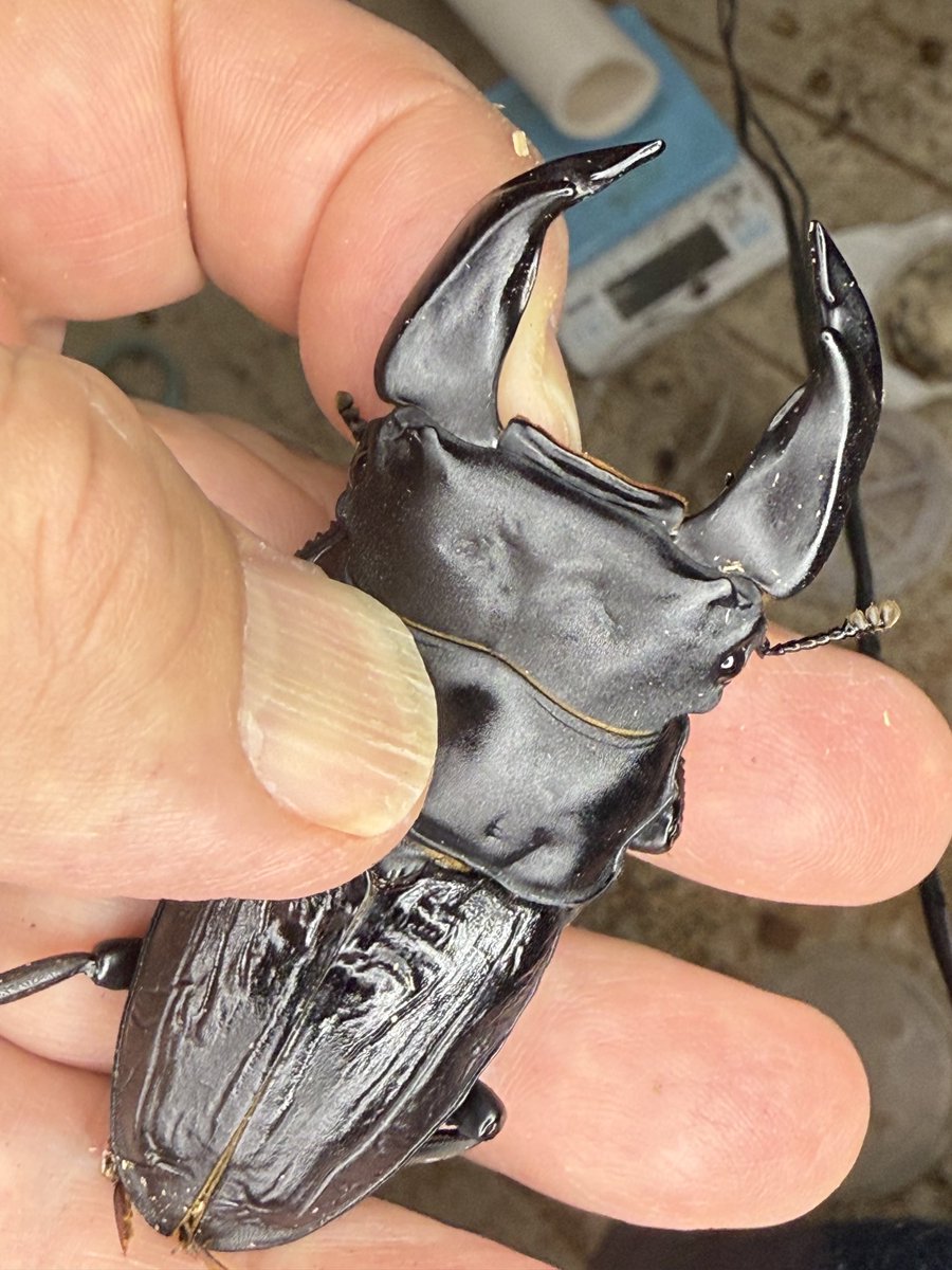 蘭丸 (@SSbowy) / Highlights / X