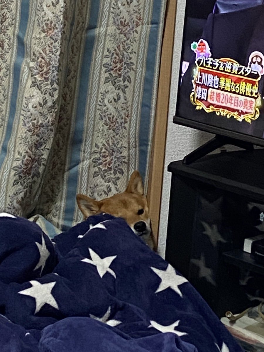 仮住まい心細い犬