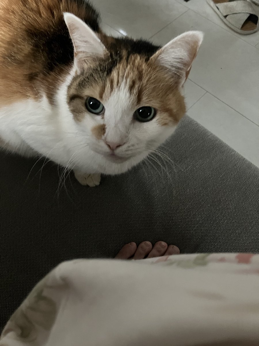 見下ろしてくる猫も、膝に乗っていいですかと様子を伺ってくる猫も