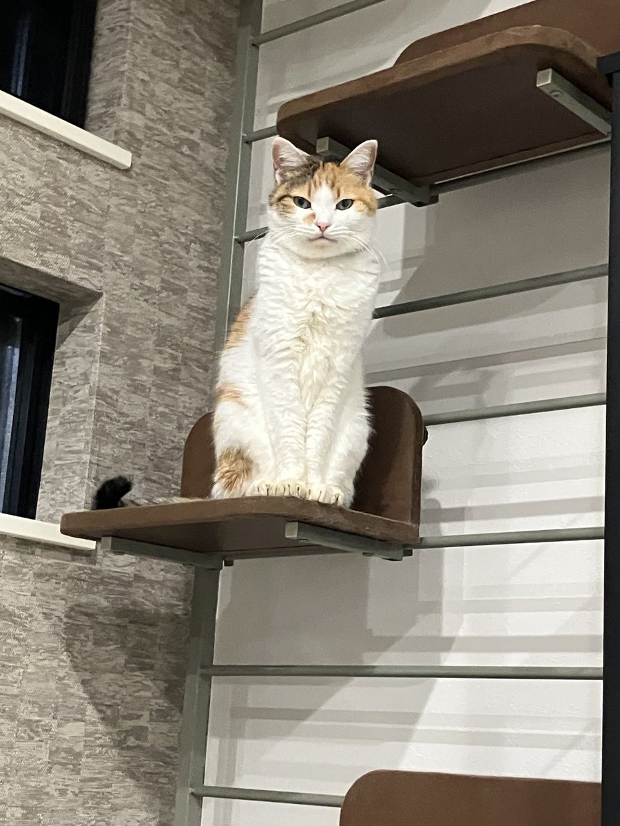 ねこ 見下ろしてくる猫も、膝に乗っていいですかと様子を伺ってくる猫も