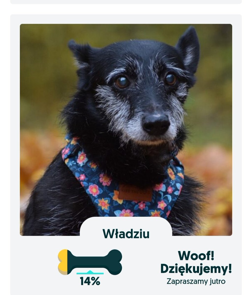 Zrobiłam Władzia z nakarmpsa.olx.pl i ma ledwo 2 RT😢🥺 Hej Zwierzoluby są tu jacyś⁉️
Ten słodki,zagubiony, nieco lękliwy, ale przytulaśny Skarbeniek pilnie szuka domku🙏
Schronisko w Toruniu
ul. Przybyszewskiego 3
87-100 Toruń
☎️56 622-48-87