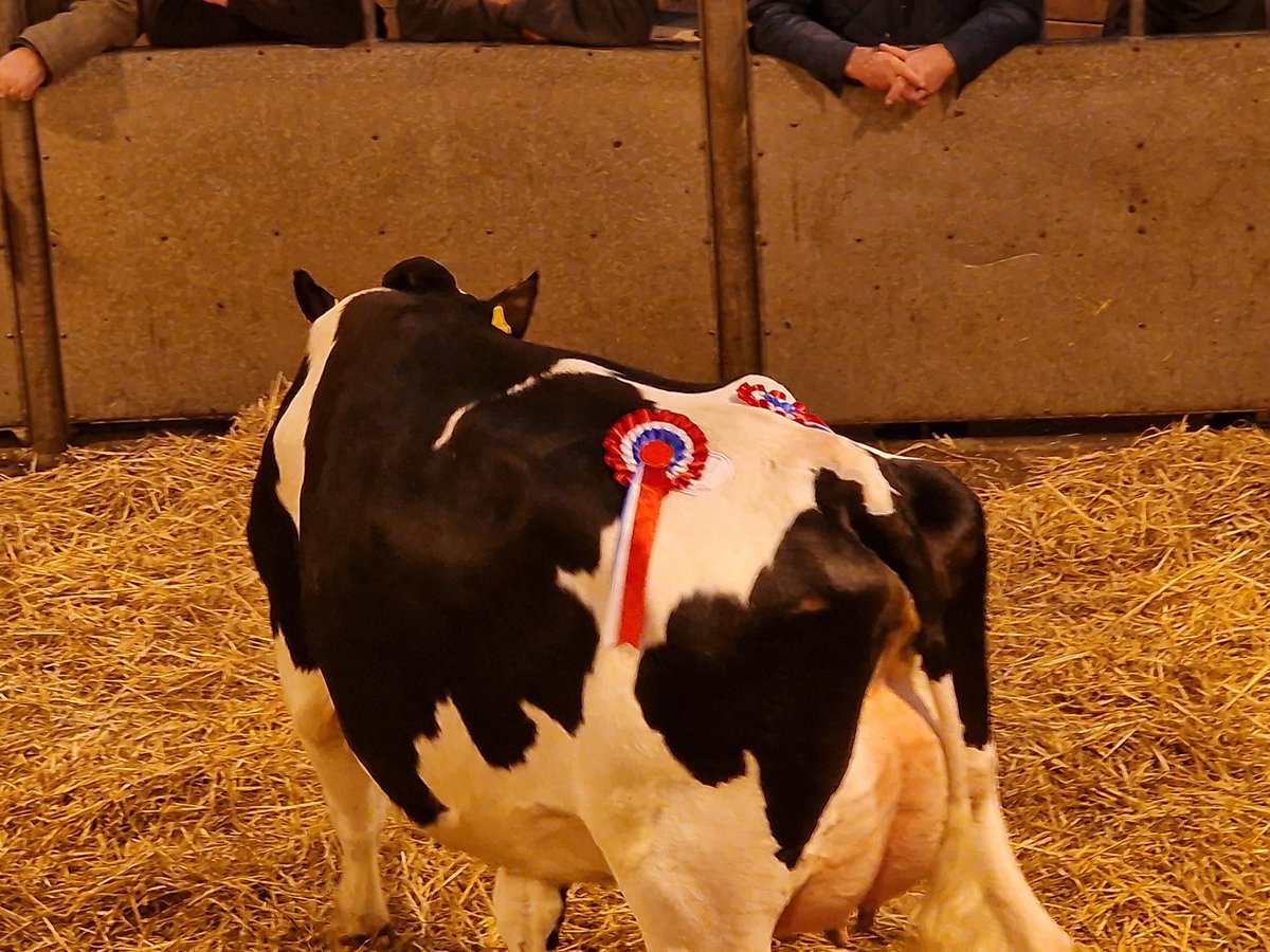 Today's champion heifer and Supreme Champion a 23 month old heifer goes to the judge Mr. Gethin Hughes at £4,000 <a href="/NockDeightonAg/">Nock Deighton Agri</a> #carmarthen mart