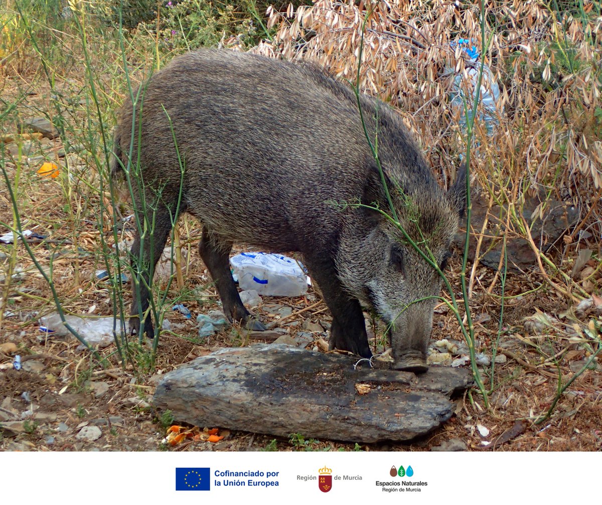 Dar de comer a la #FaunaSilvestre no es ayudar: puede enfermarlos, cambiar su comportamiento y alterar el equilibrio natural 🚫🐦

En los #EspaciosNaturales, admíralos sin intervenir.
Cuidarlos es respetar su forma de vida 🌿

#CañaverosaRN #RedNoroesteMur #BuenasPrácticas