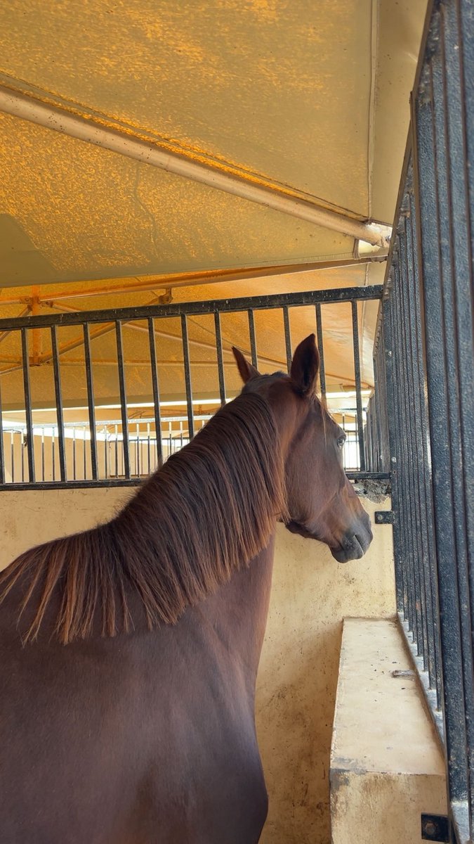 ما شاء الله 🤎